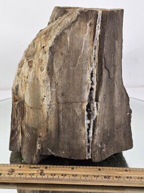 Petrified Wood With Natural Crystals Forming Inside Amazing!